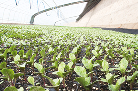 努力晒太阳的娃娃菜