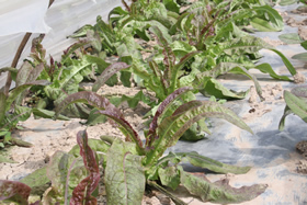 生命力满满的红笋