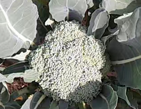 晒太阳的西蓝花