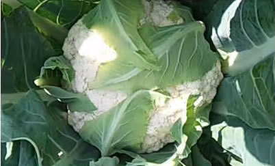 含苞待开的松花